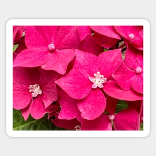 Perfection of the Pink Hydrangea Sticker